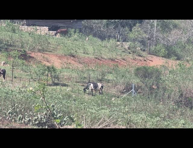 3.20HA FARM TO LET IN WHITE RIVER AH